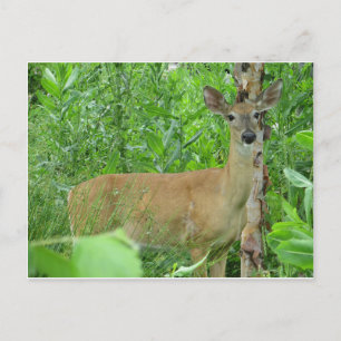 Deer Postcard