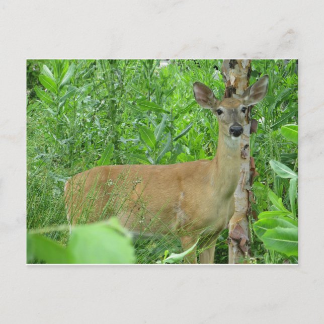 Deer Postcard (Front)