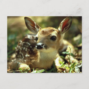 Deer Postcard