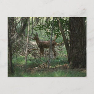 Deer Postcard