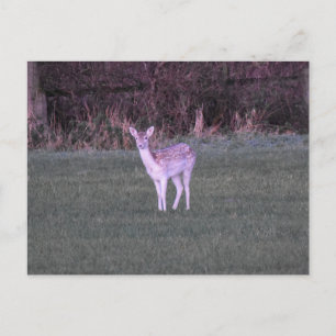 Deer Postcard