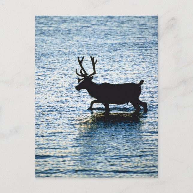 Deer Postcard (Front)