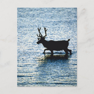 Deer Postcard