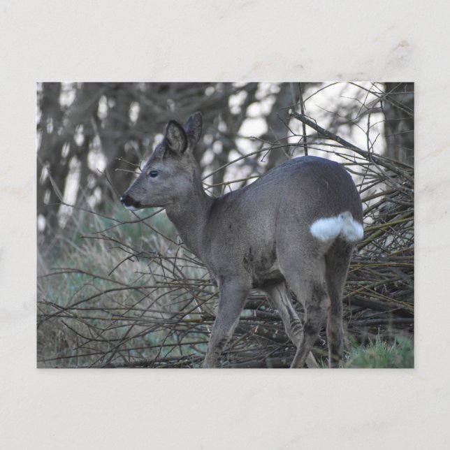 Deer  postcard (Front)