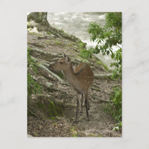 Deer Postcard