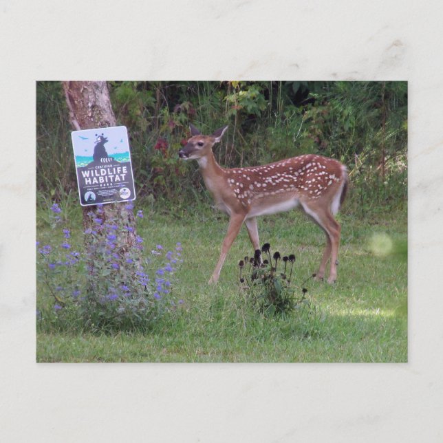 Deer Postcard (Front)
