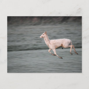 Deer Postcard