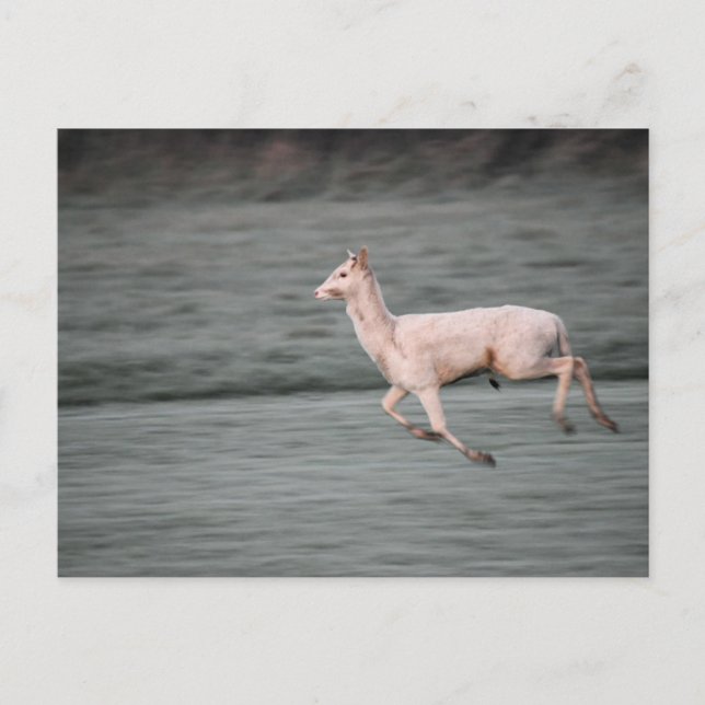 Deer Postcard (Front)