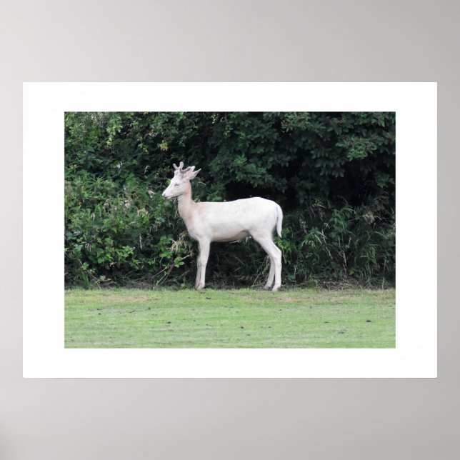 Deer Poster (Front)