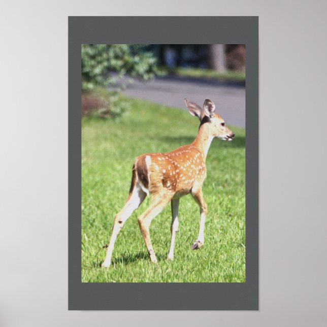 Deer Poster (Front)