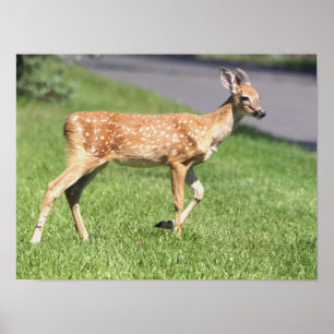 Deer Poster