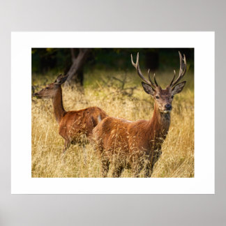 Deer Poster