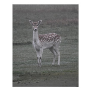 Deer Poster