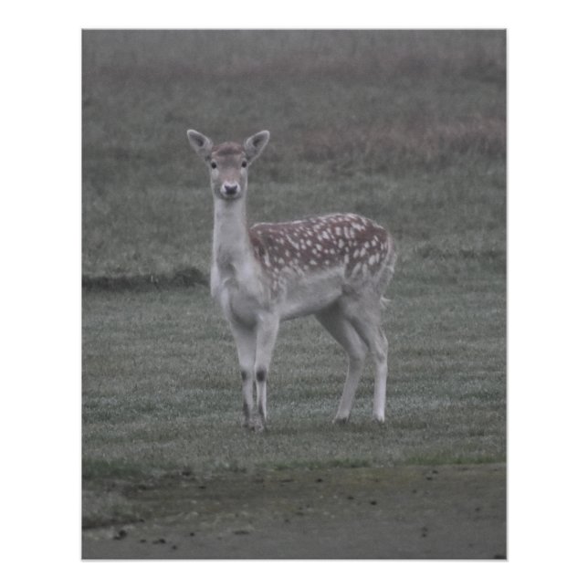 Deer Poster (Front)