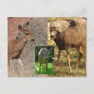 Deer Raspberries III Postcard