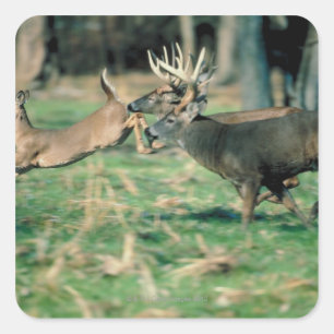 Deer running in forest square sticker