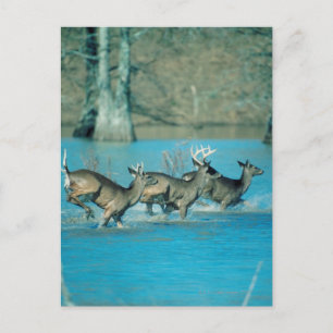 Deer running in water postcard