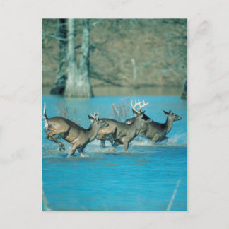 Deer running in water postcard