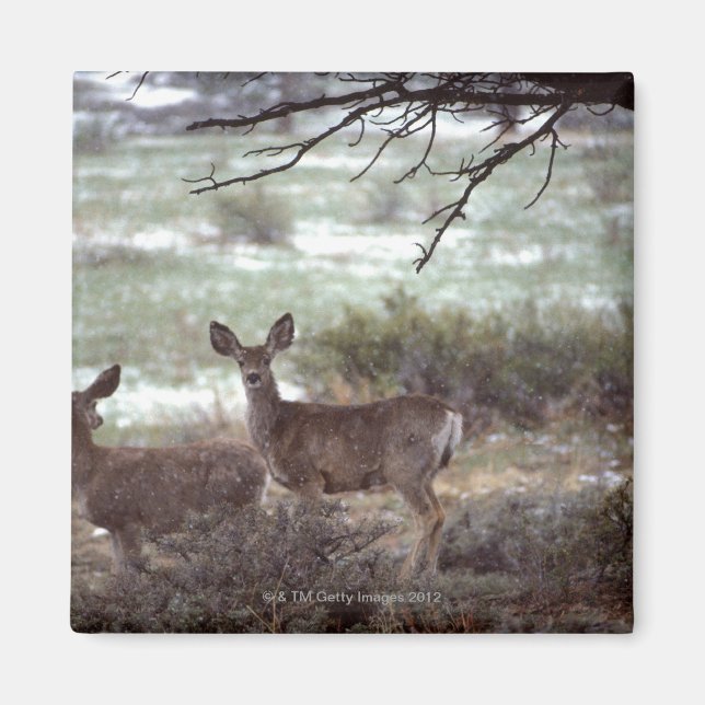 Deer running magnet (Front)
