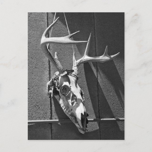 Deer Skull and Antlers in Black and White Postcard (Front)