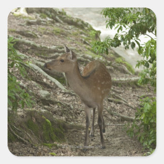 Deer Square Sticker