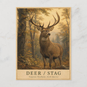 Deer Stag Woodlands VINTAGE Postcard