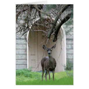 Deer standing in front of the Wehner Mansion