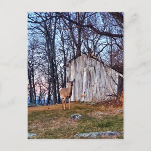 Deer Standing Near a Shed Postcard