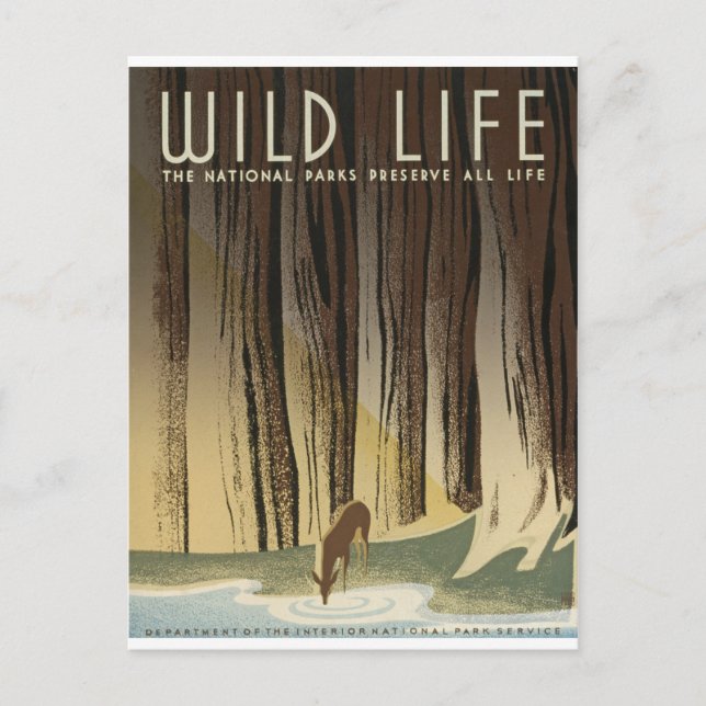 Deer & Stream Postcard (Front)