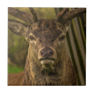 Deer Tile