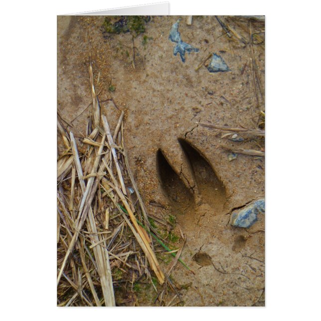 deer track (Front)