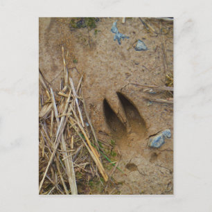 deer track postcard