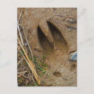 deer track postcard