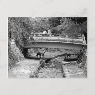 Deer under a Japanese Bridge Postcard