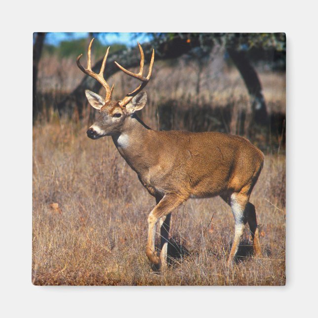 Deer Wildlife Magnet (Front)