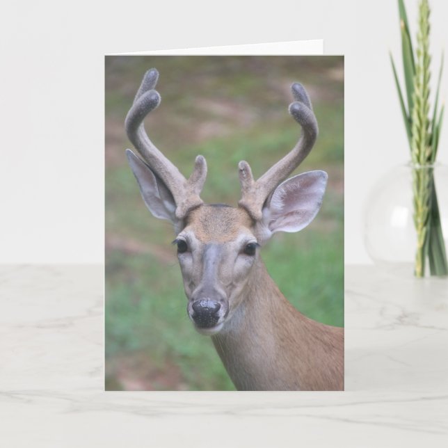 Deer with Antlers Card (Front)