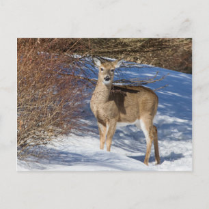 Deer With Snow And Brush Postcard