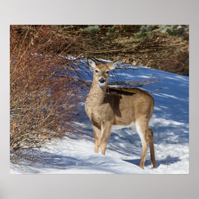 Deer With Snow And Brush Poster (Front)