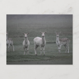 Deers Postcard
