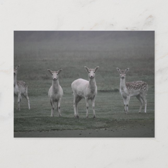 Deers Postcard (Front)