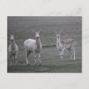 Deers Postcard