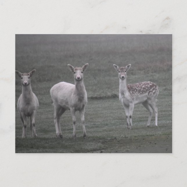 Deers Postcard (Front)