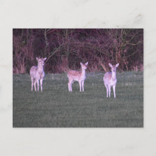 Deers Postcard