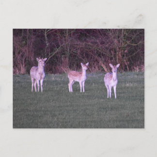 Deers Postcard