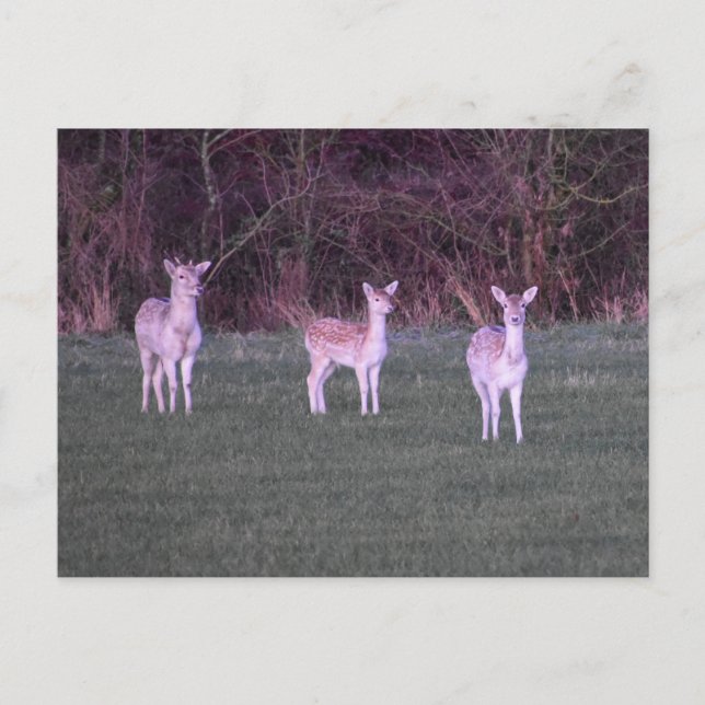 Deers Postcard (Front)