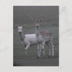 Deers Postcard