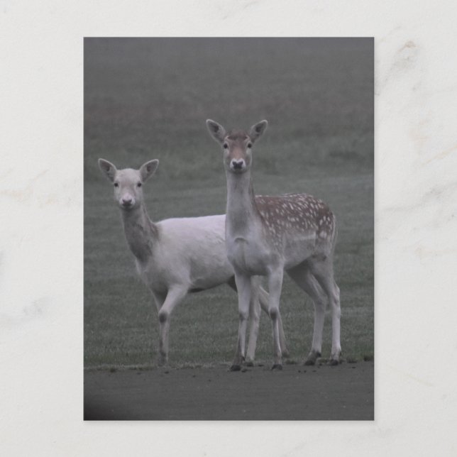 Deers Postcard (Front)