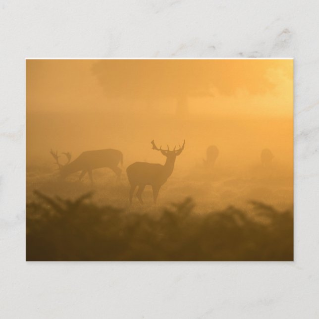 Deers Postcard (Front)