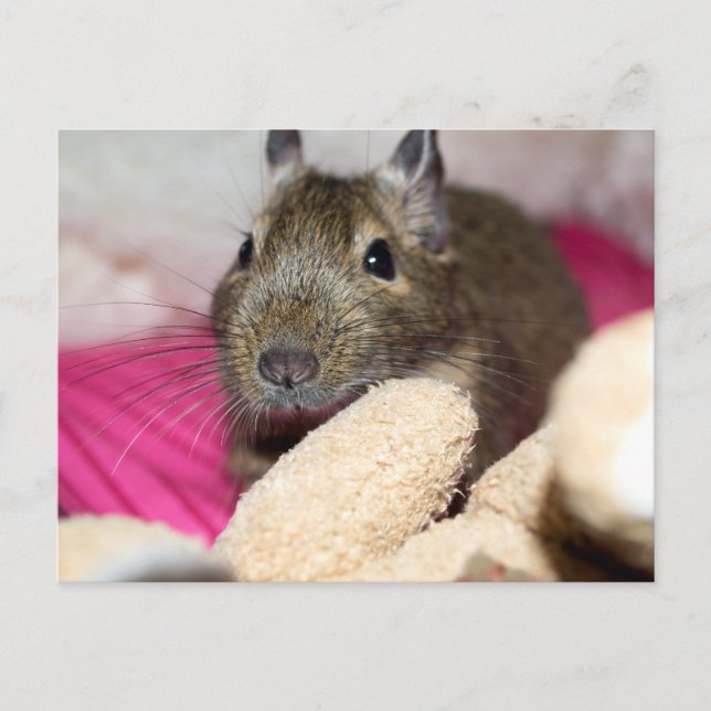 Degu Behind Fallen Teddy Bear Postcard (Front)