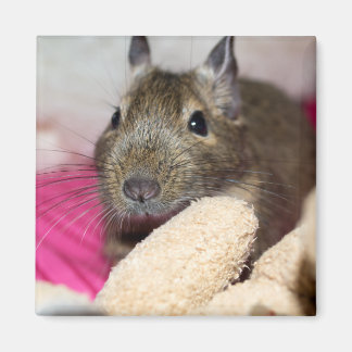 Degu Behind Teddy Magnet